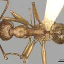 Image of Aphaenogaster splendida (Roger 1859)