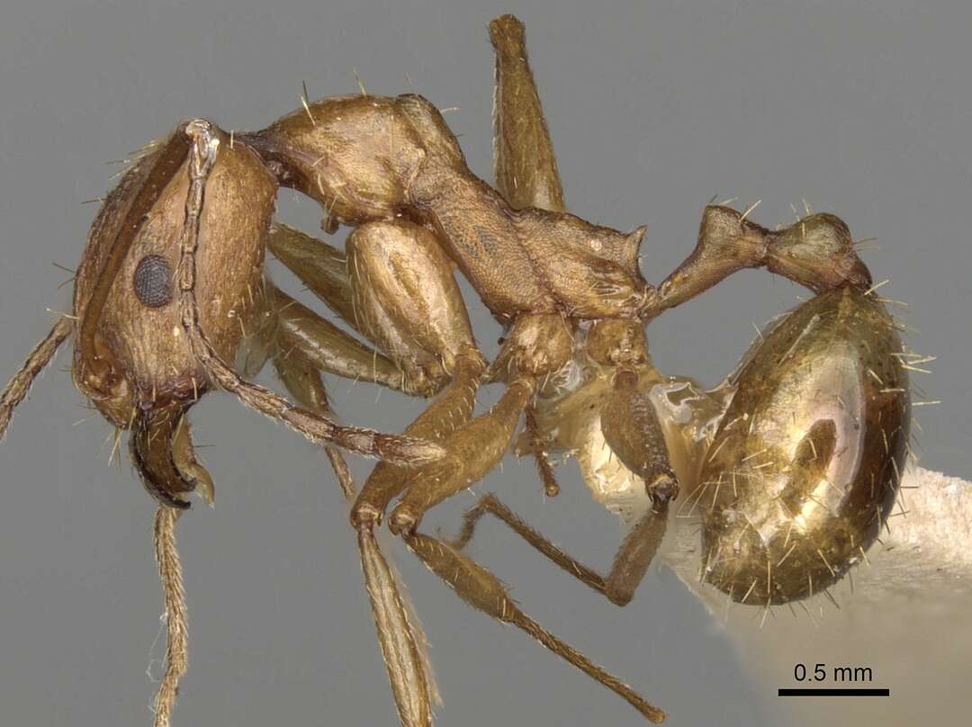 Image of Aphaenogaster splendida (Roger 1859)