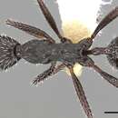 Image of Aphaenogaster iberica Emery 1908