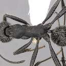 Image of Aphaenogaster testaceopilosa (Lucas 1849)