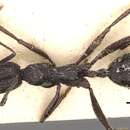 Image of Aphaenogaster gemella (Roger 1862)