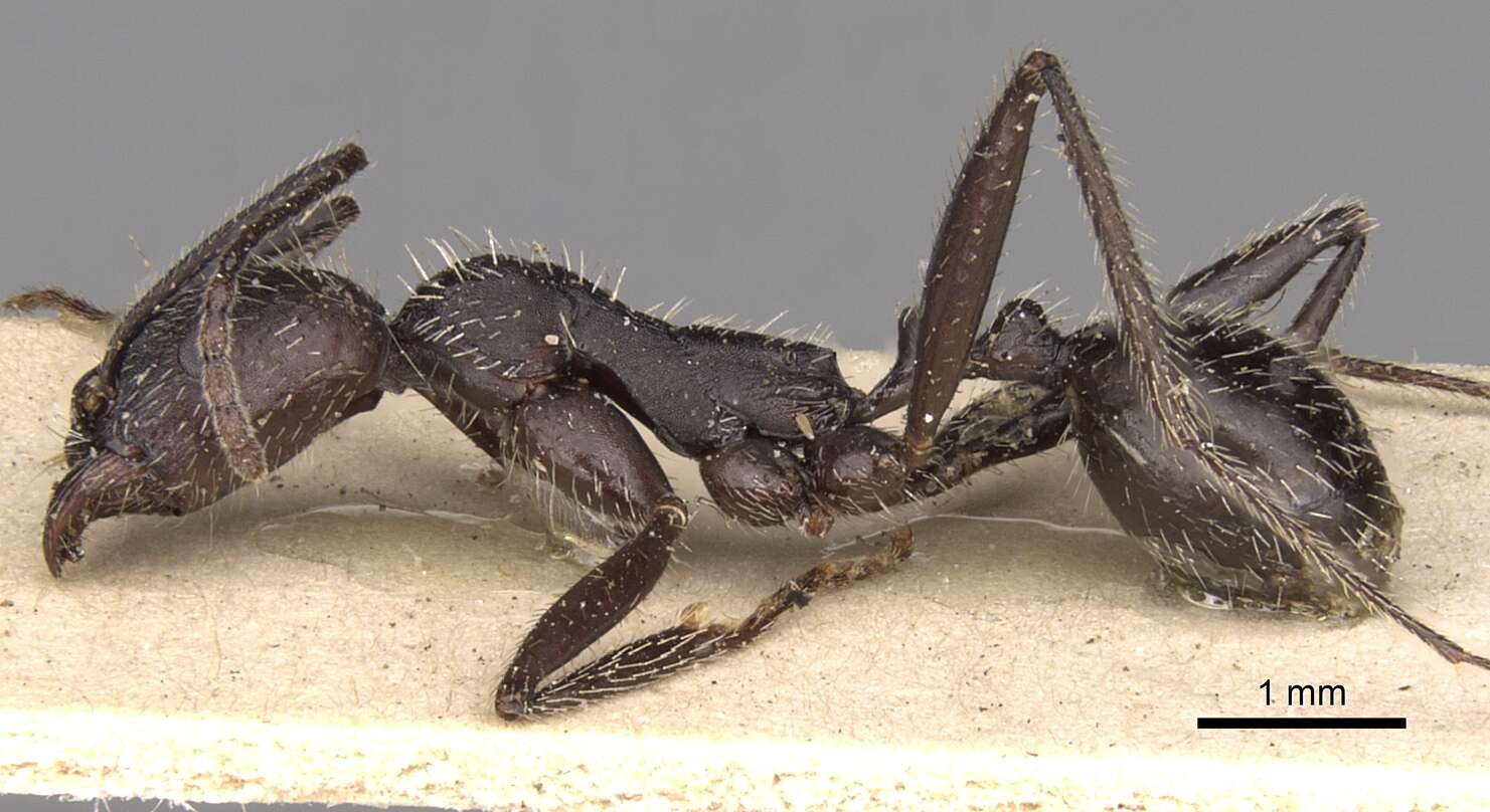 Image of Aphaenogaster gemella (Roger 1862)