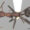 Image of Aphaenogaster praedo Emery 1908