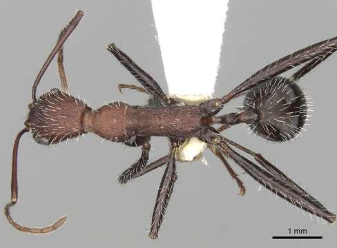 Image of Aphaenogaster praedo Emery 1908