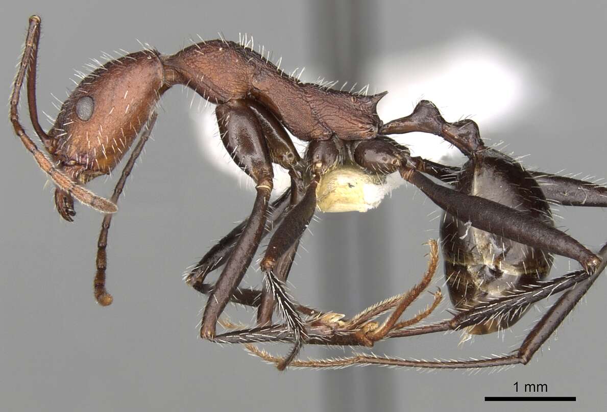 Image of Aphaenogaster praedo Emery 1908