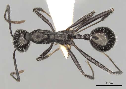 Image of Aphaenogaster spinosa Emery 1878