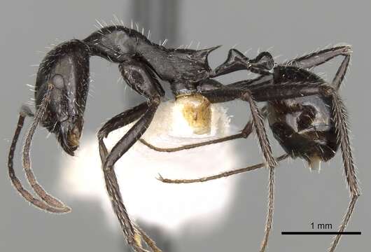 Image of Aphaenogaster spinosa Emery 1878