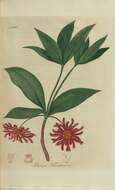 Image de Illicium floridanum Ellis