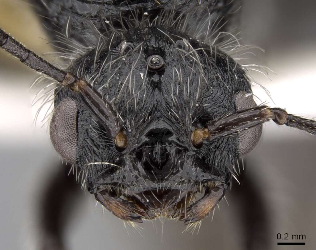 Image of Pogonomyrmex vermiculatus Emery 1906