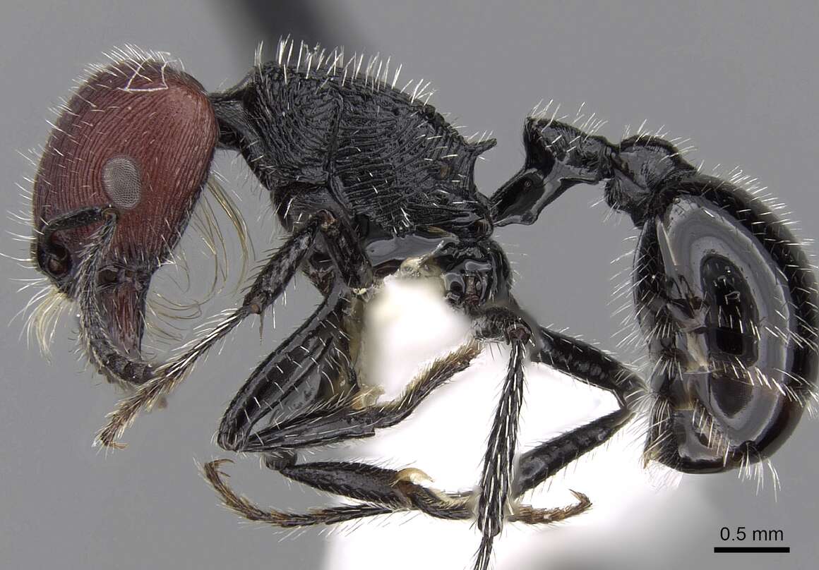 Image of Pogonomyrmex vermiculatus Emery 1906