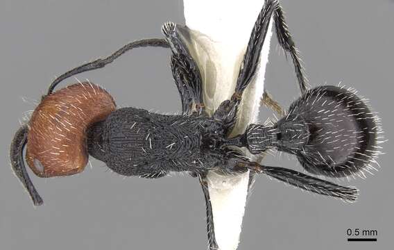 Image of Pogonomyrmex vermiculatus Emery 1906