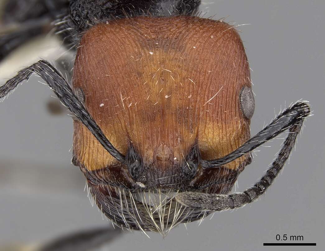 Image of Pogonomyrmex vermiculatus Emery 1906