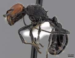 Image of Pogonomyrmex vermiculatus Emery 1906