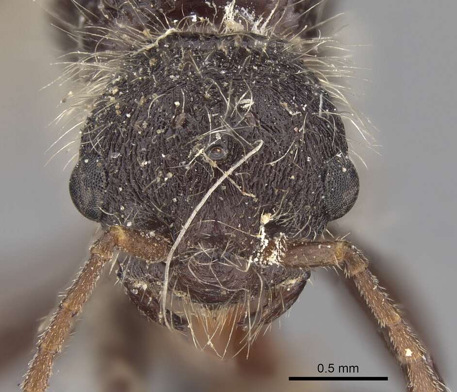 Image of Pogonomyrmex vermiculatus Emery 1906