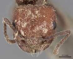 Image of Pogonomyrmex vermiculatus Emery 1906