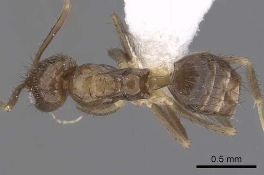 Image of Ant