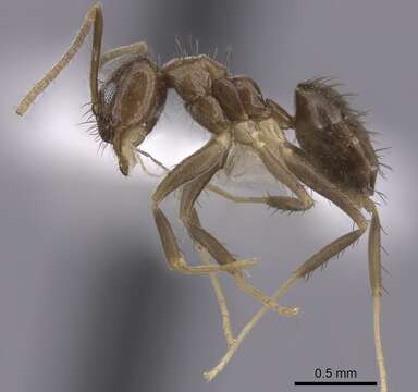 Image of Ant