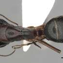 Image of <i>Camponotus kefir</i>