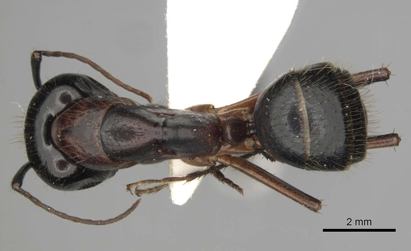 Image of <i>Camponotus kefir</i>