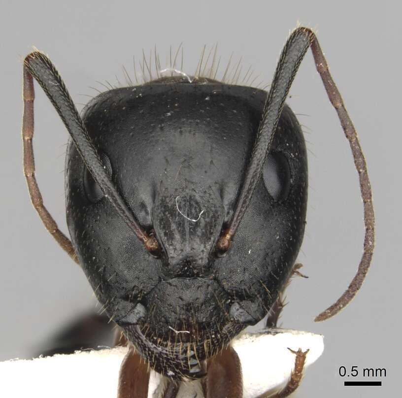 Image of <i>Camponotus kefir</i>