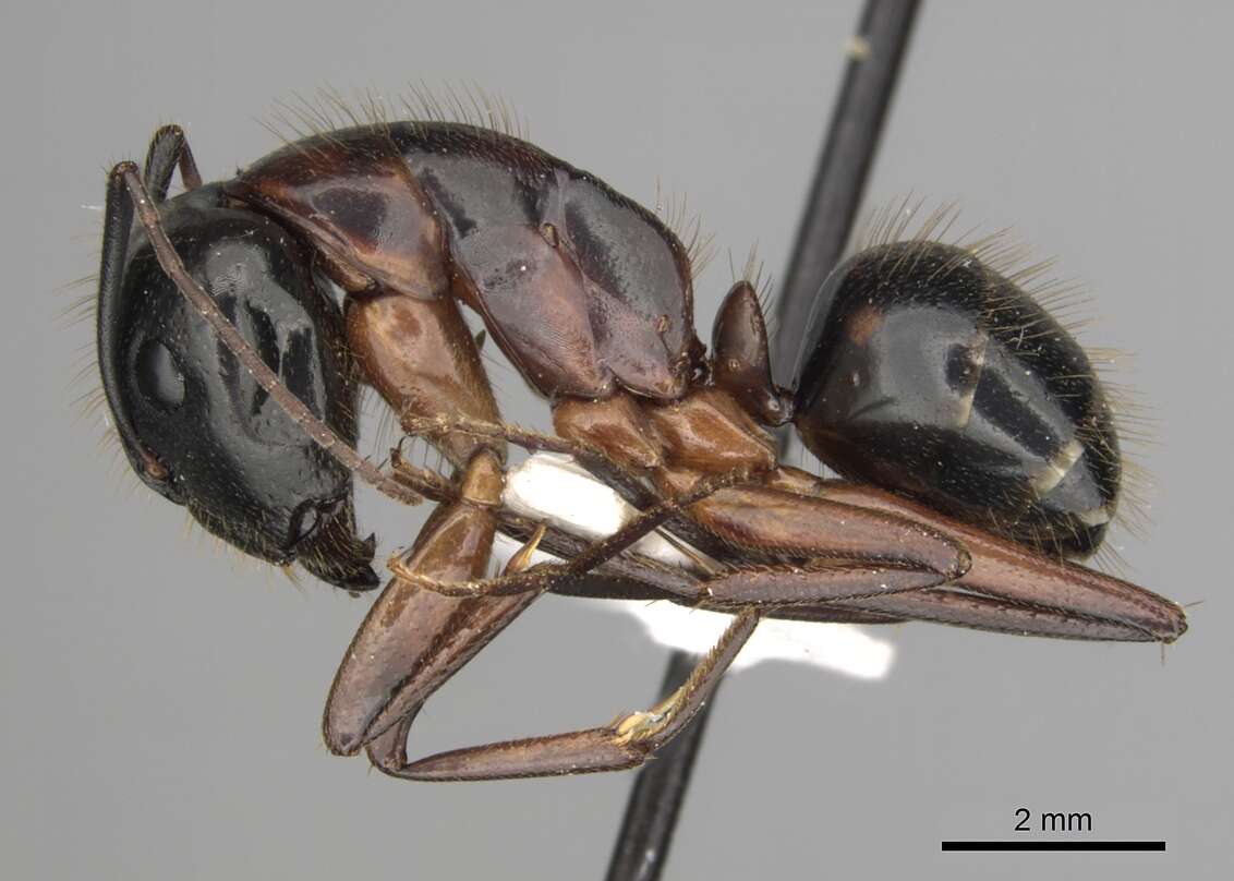 Image of <i>Camponotus kefir</i>