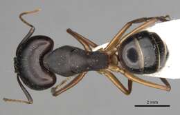 Image of <i>Camponotus kugleri</i>