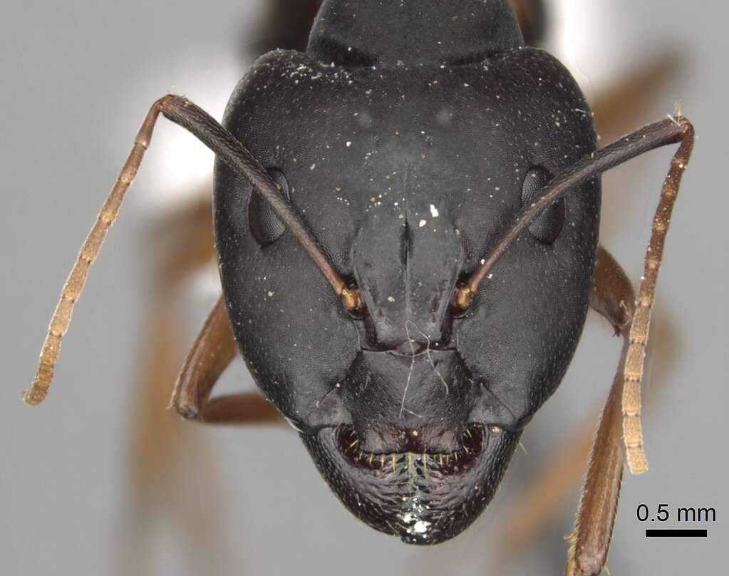 Image of <i>Camponotus kugleri</i>