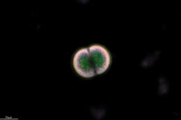 Chroococcus turgidus resmi