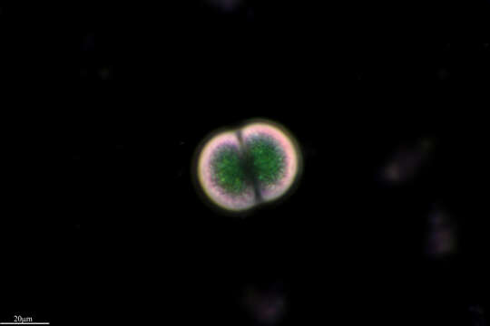 Image of Chroococcus turgidus