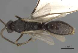 Image of Ponerinae