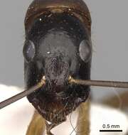 Image of <i>Camponotus kefir</i>