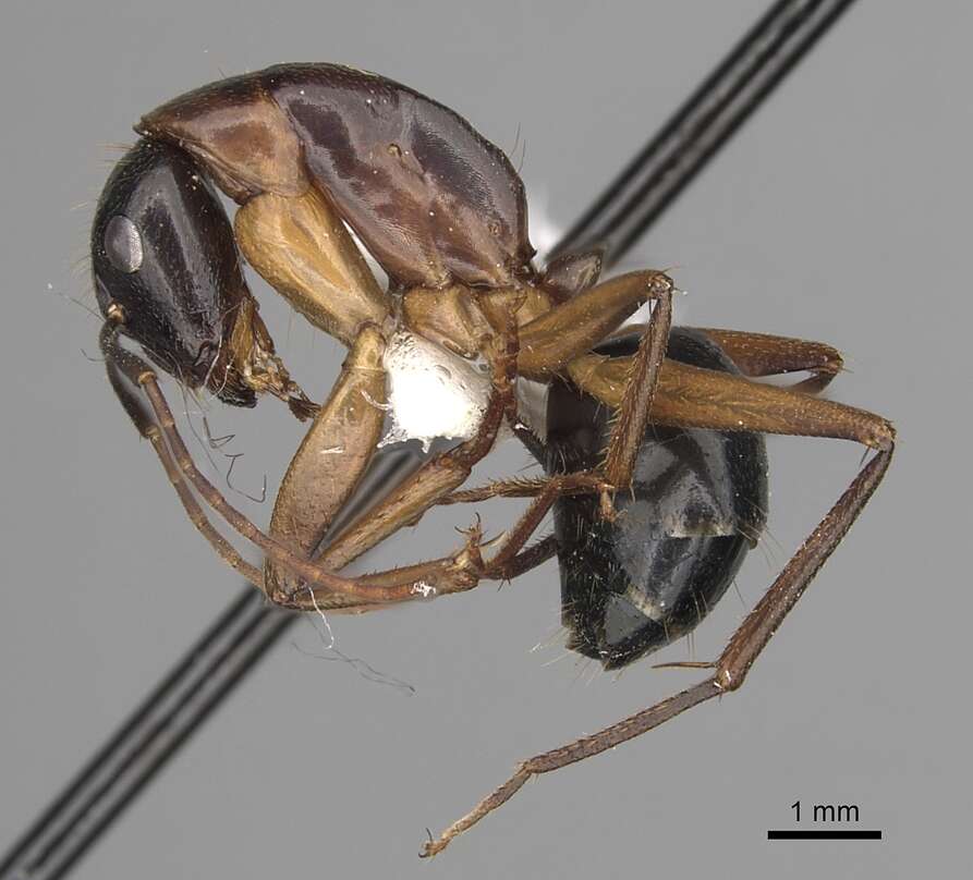 Image of <i>Camponotus kefir</i>