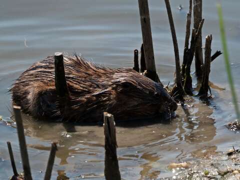 Image of muskrat