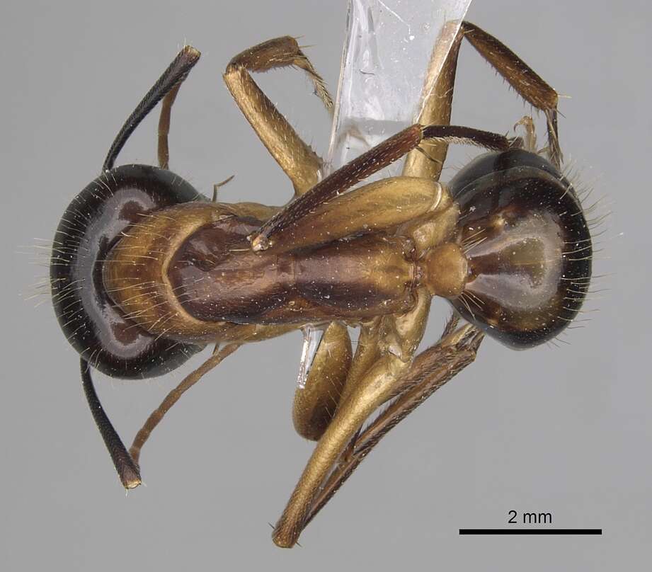 Image of <i>Camponotus kefir</i>