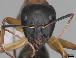 Image of <i>Camponotus kefir</i>