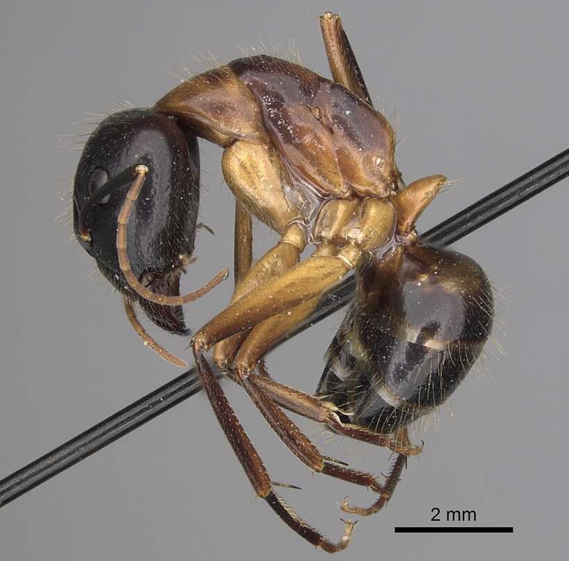 Image of <i>Camponotus kefir</i>