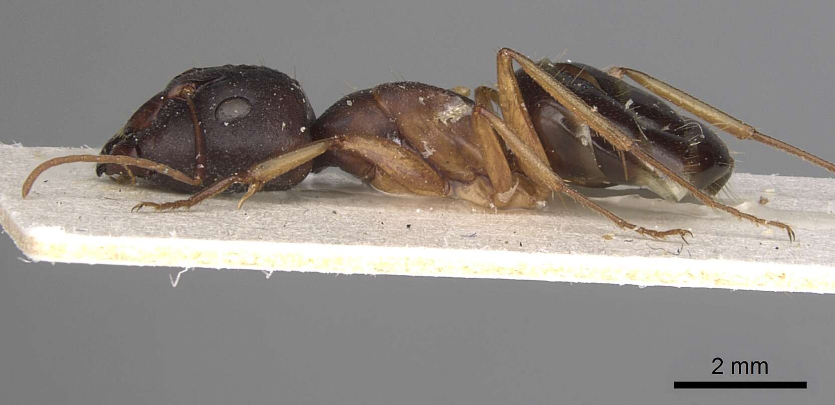 Image of <i>Camponotus kugleri</i>