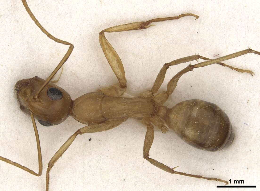 Image of <i>Camponotus kugleri</i>