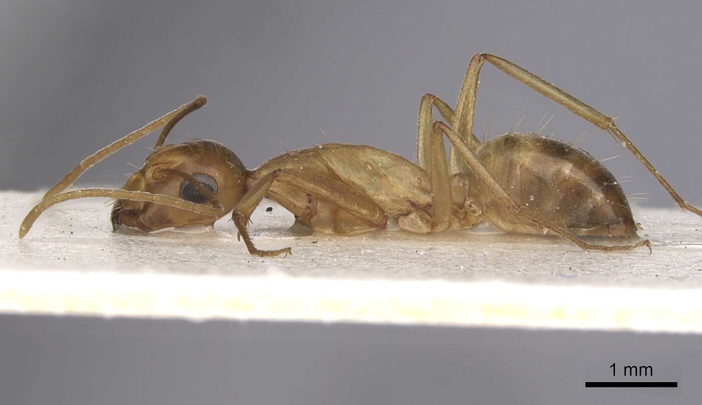 Image of <i>Camponotus kugleri</i>