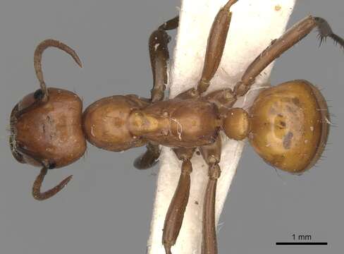 Image of Amazon Ants