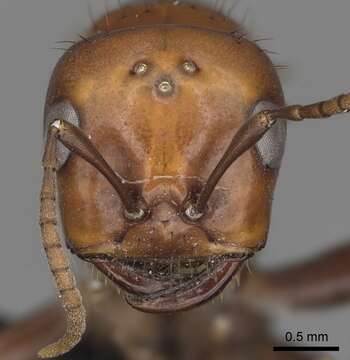 Image of Amazon Ants