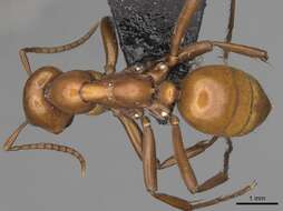 Image of Amazon Ants