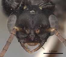 Image of Amazon Ants