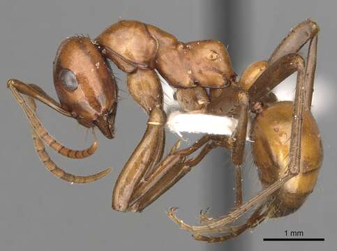 Image of Amazon Ants