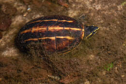 Image of Striped Mud Turtle