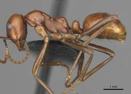 Image of <i>Polyergus oligergus</i>