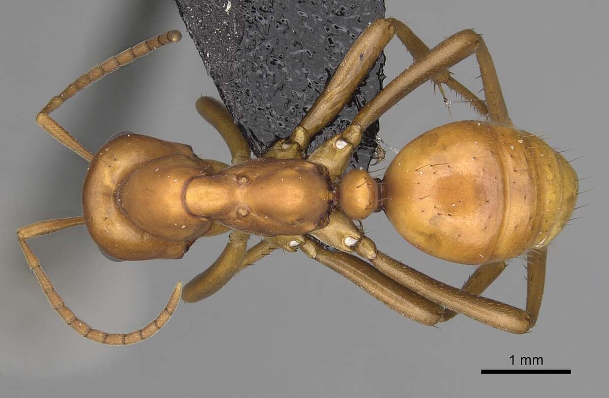 Image of <i>Polyergus oligergus</i>