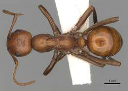 Image of <i>Polyergus ruber</i>