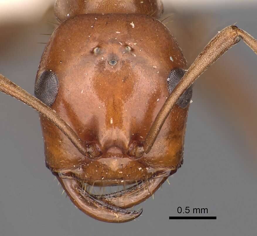 Image of <i>Polyergus ruber</i>