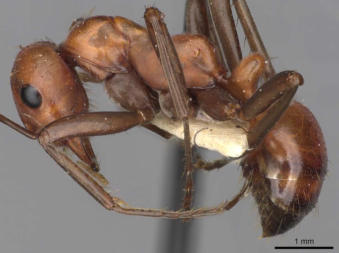 Image of <i>Polyergus sanwaldi</i>